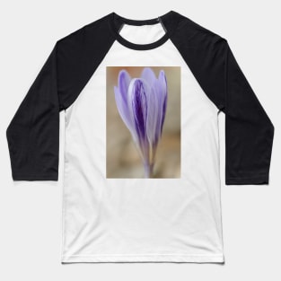 Crocus cancellatus subspecies cancellatus  Autumn flowering crocus Baseball T-Shirt